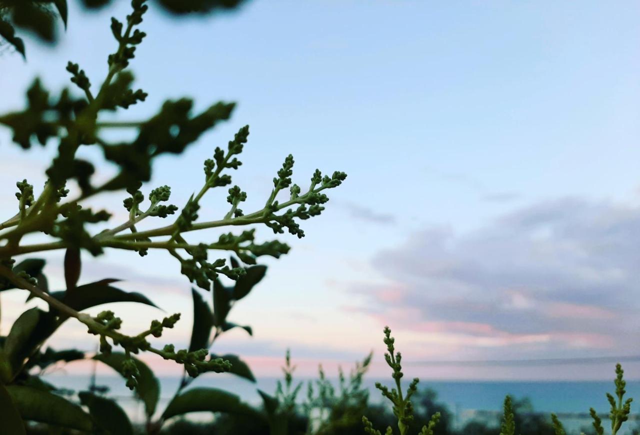 Bio Agriturismo Mare In Campagna Campofilone Eksteriør bilde