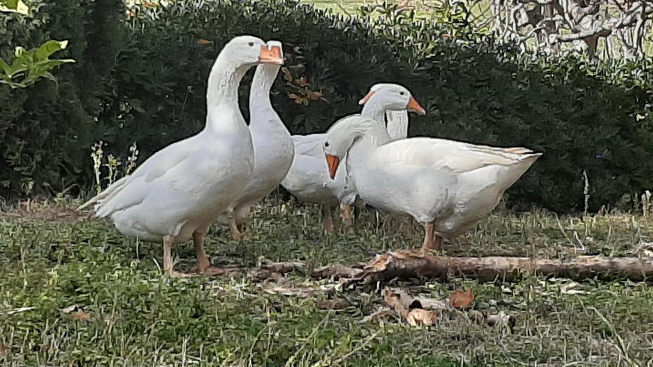 Bio Agriturismo Mare In Campagna Campofilone Eksteriør bilde